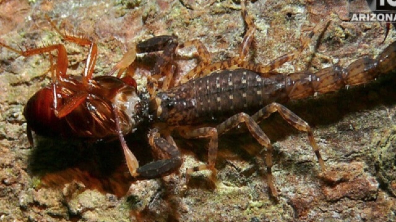 LIST: Top 5 bugs to look out for in Arizona this summer