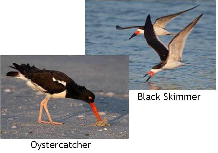 shorebirds2.jpg
