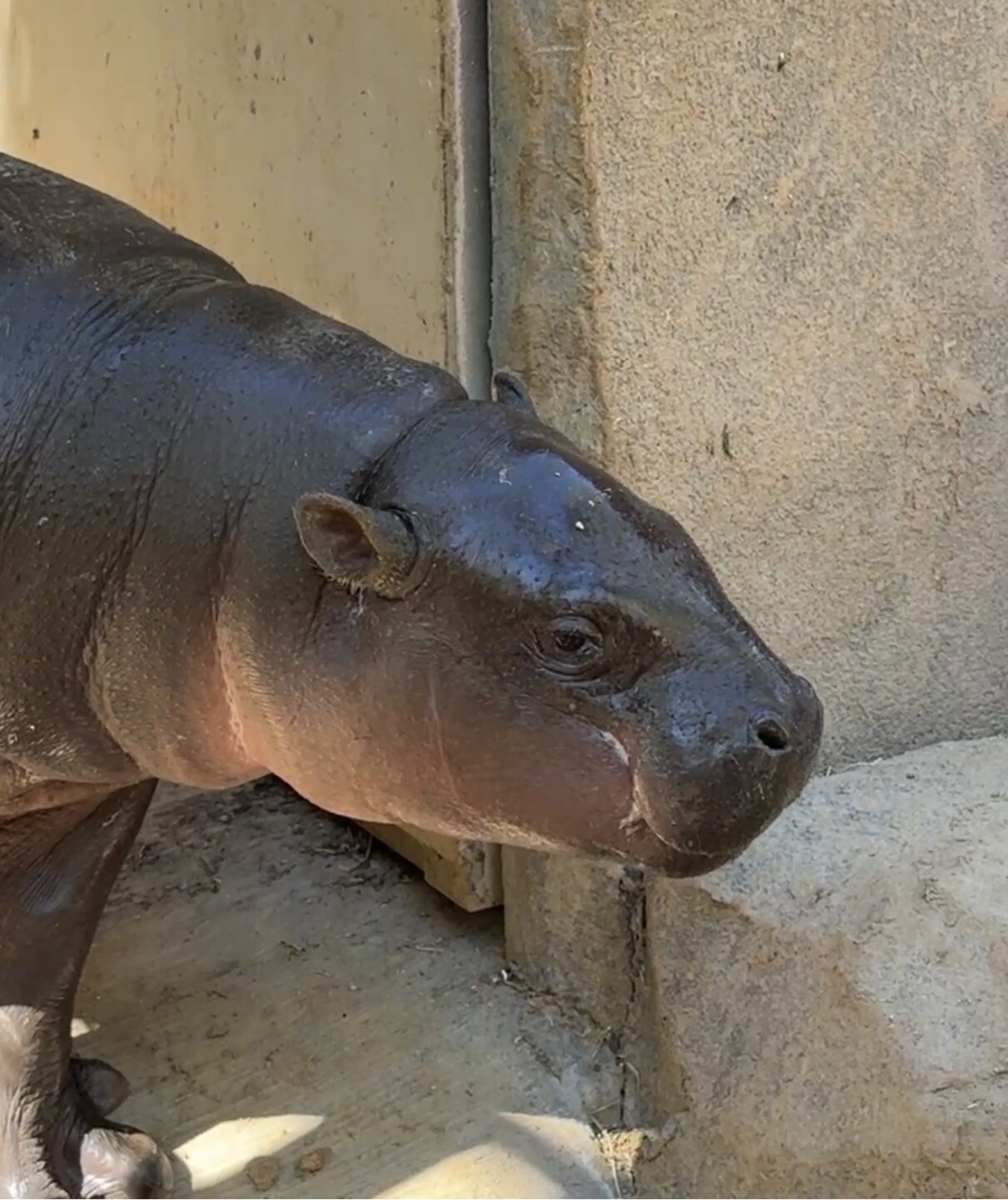 Baby Pygmy Hippo Jelly Bean.jpeg