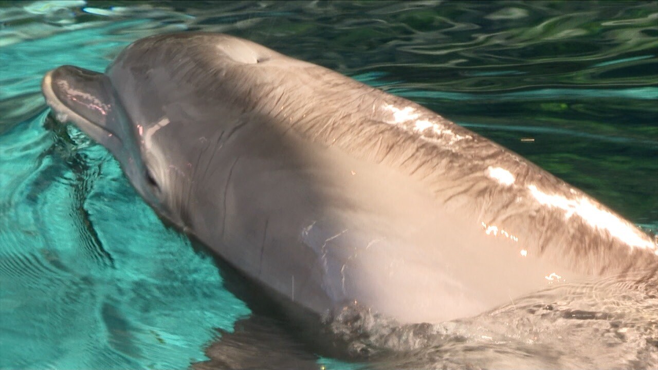 Nick's sunburn scars.jpg