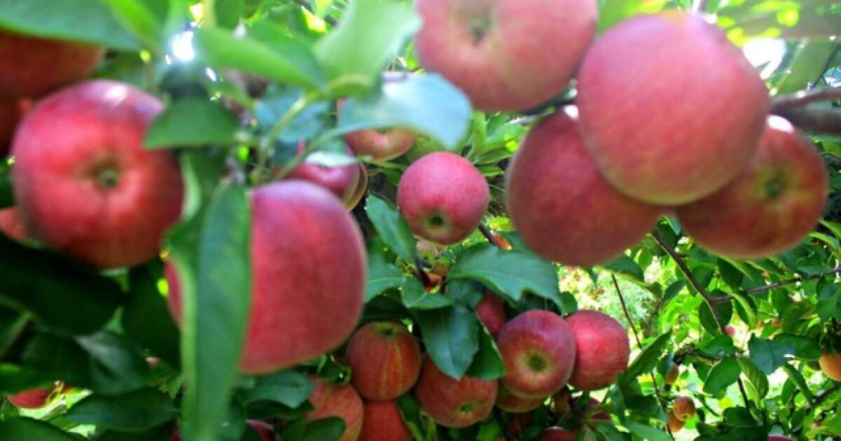 Apple orchards near Kansas City