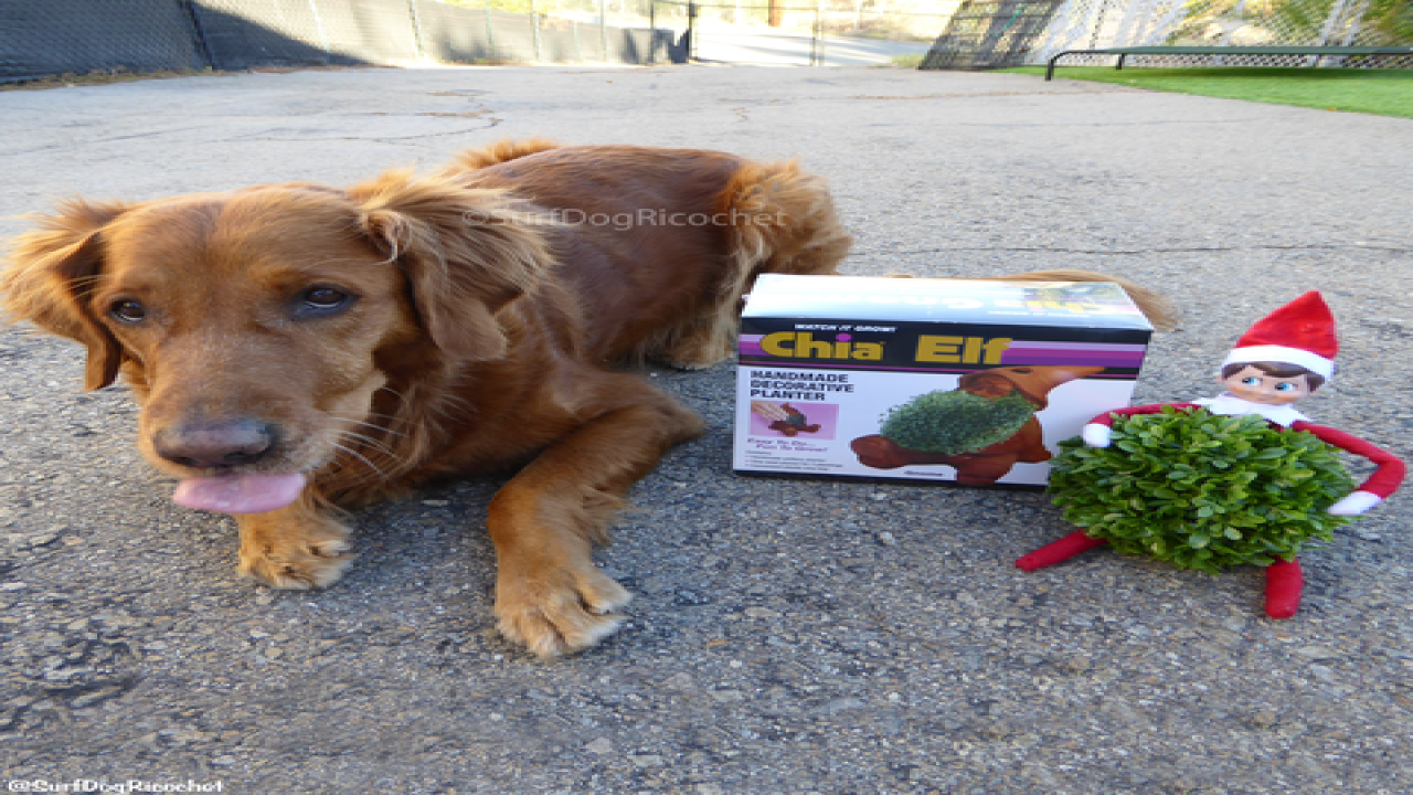 Dogs vs. elf prank war is EPIC
