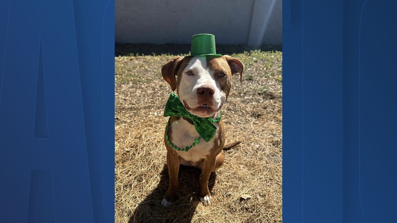 Rescues in Action: Seamus