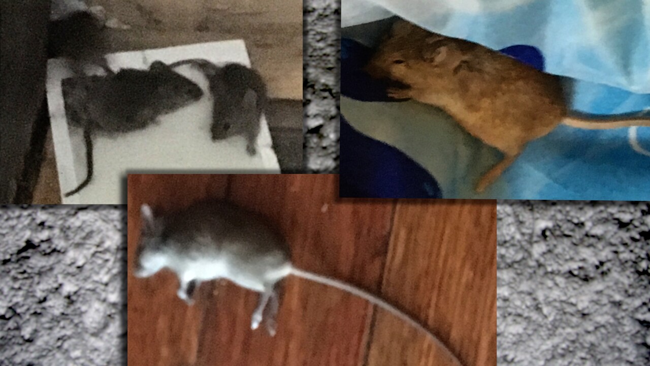 mice.jpg