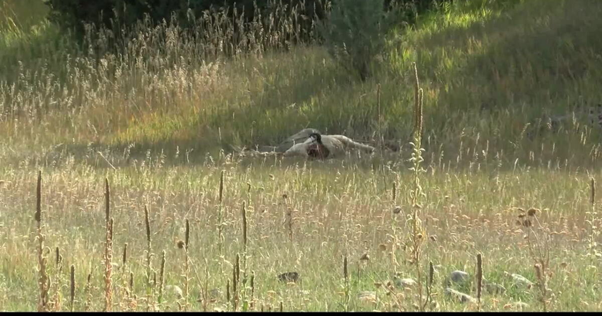 Stevensville landowner shares concerns after 14 sheep killed by ...