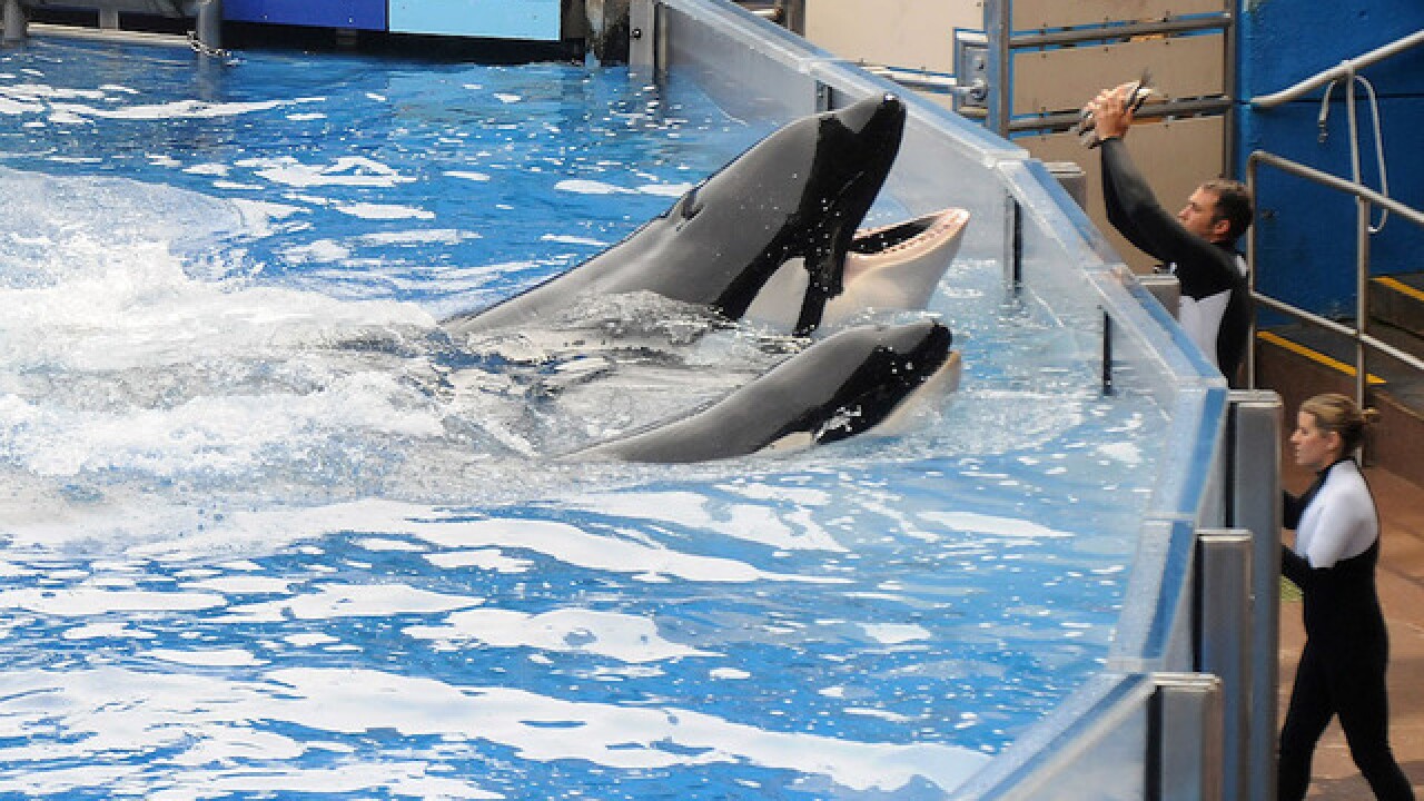 SeaWorld makes a big splash: Attendance up, stock soars