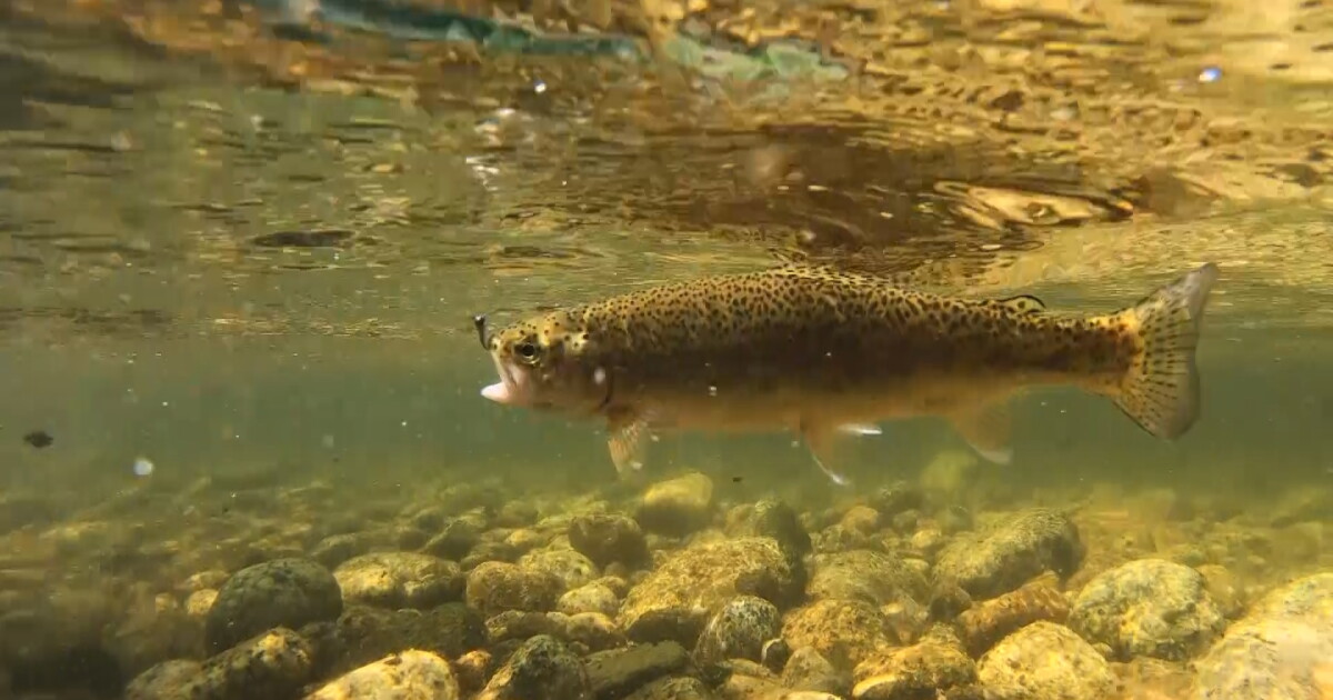 Fy shop owner discusses Montana's trout population - Vimarsana News