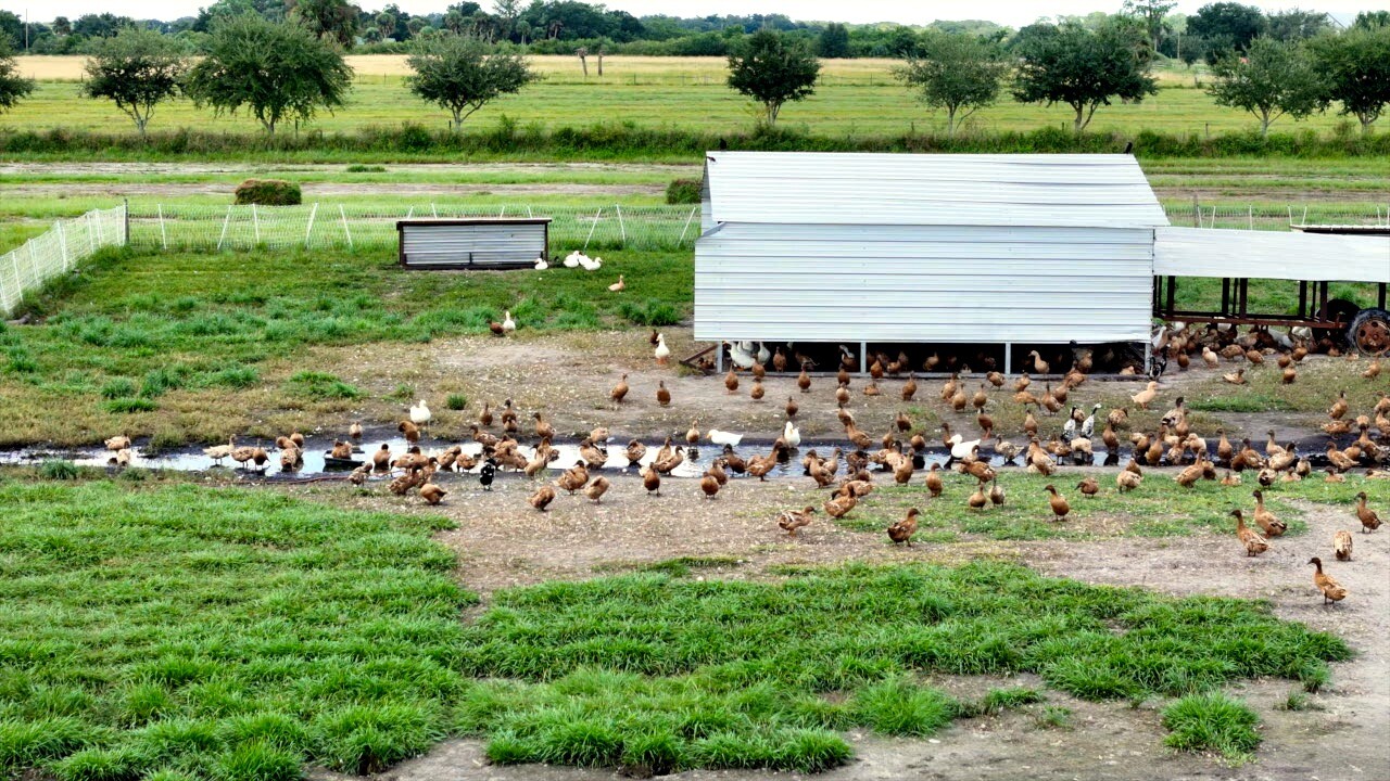 Flock of ducks in the coop at Circle C Farm.