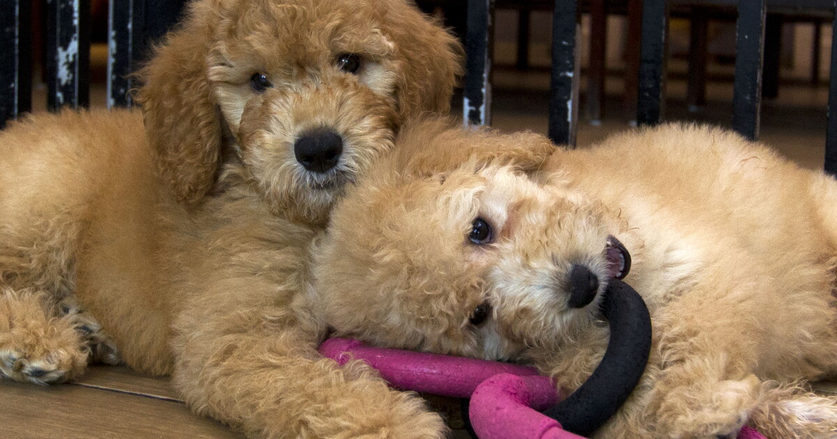 Flyers, scent items & microchipping: What to do if your pet goes missing - Vimarsana News
