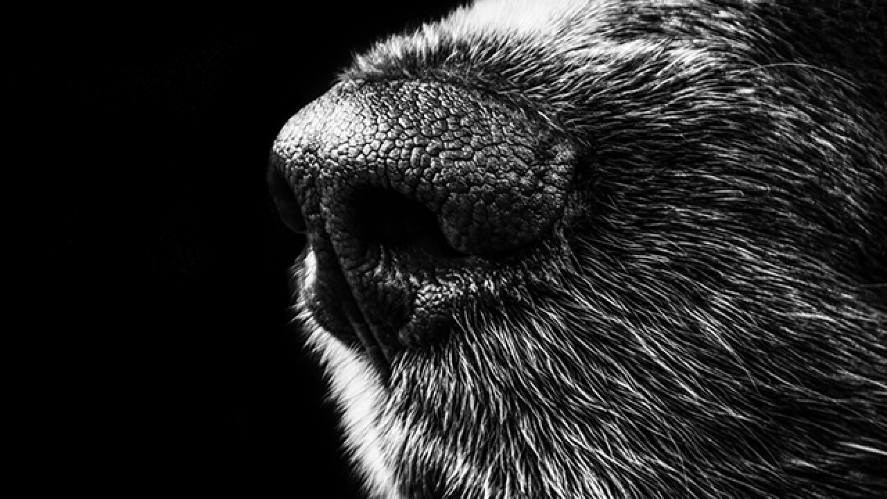 Michigan Rabies State health department confirms rabies in dog taken to Oakland Co. vet