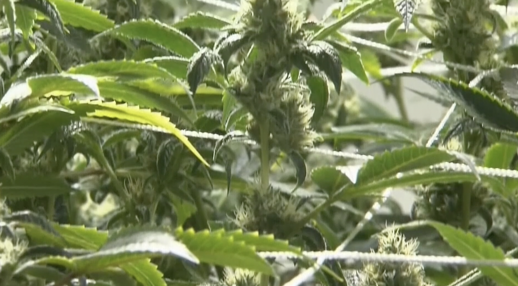 VB city leaders begin discussions on future retail sell of cannabis in Virginia