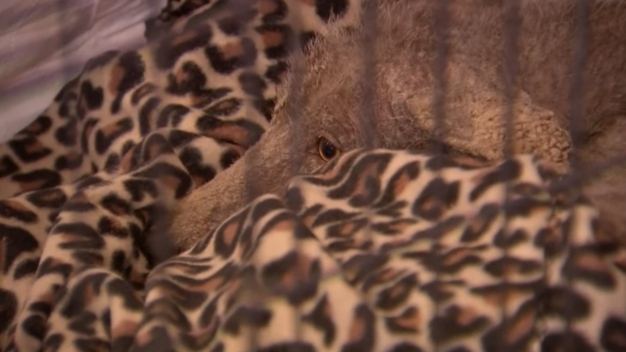 Animal experts unsure what type of creature Pennsylvania woman helped rescue