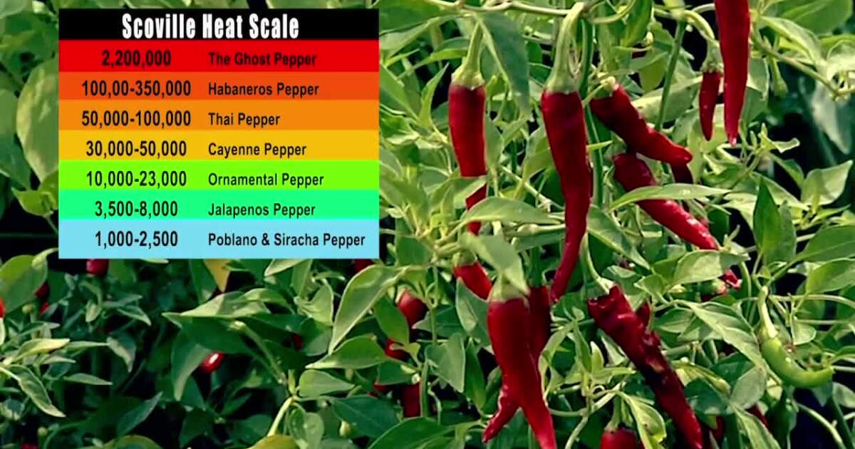 Hot Peppers and Scoville Heat Units