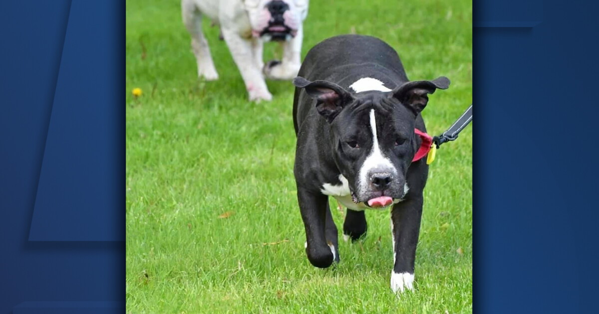 Cleveland APL providing low cost on canine adoptions for Father’s Day