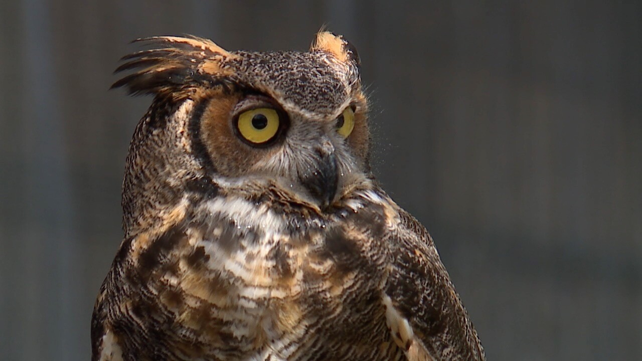 Owls have died recently in Phillipe Park