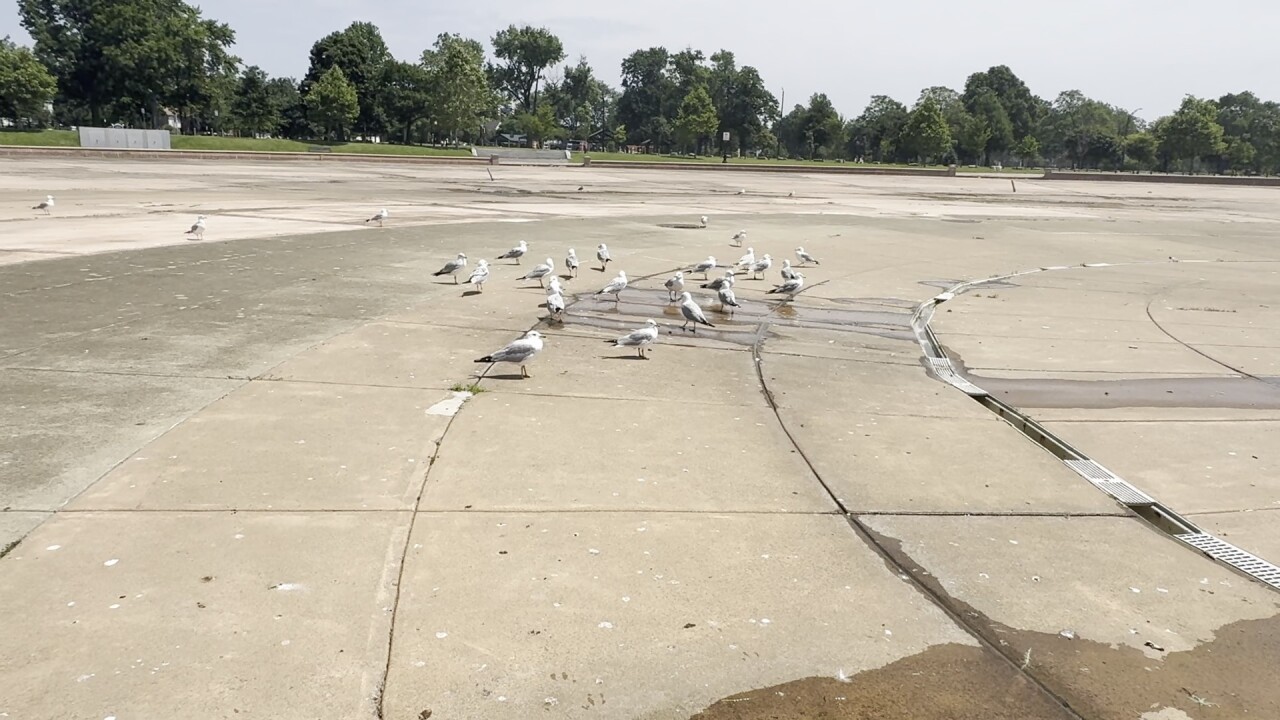 GULLS1.jpg