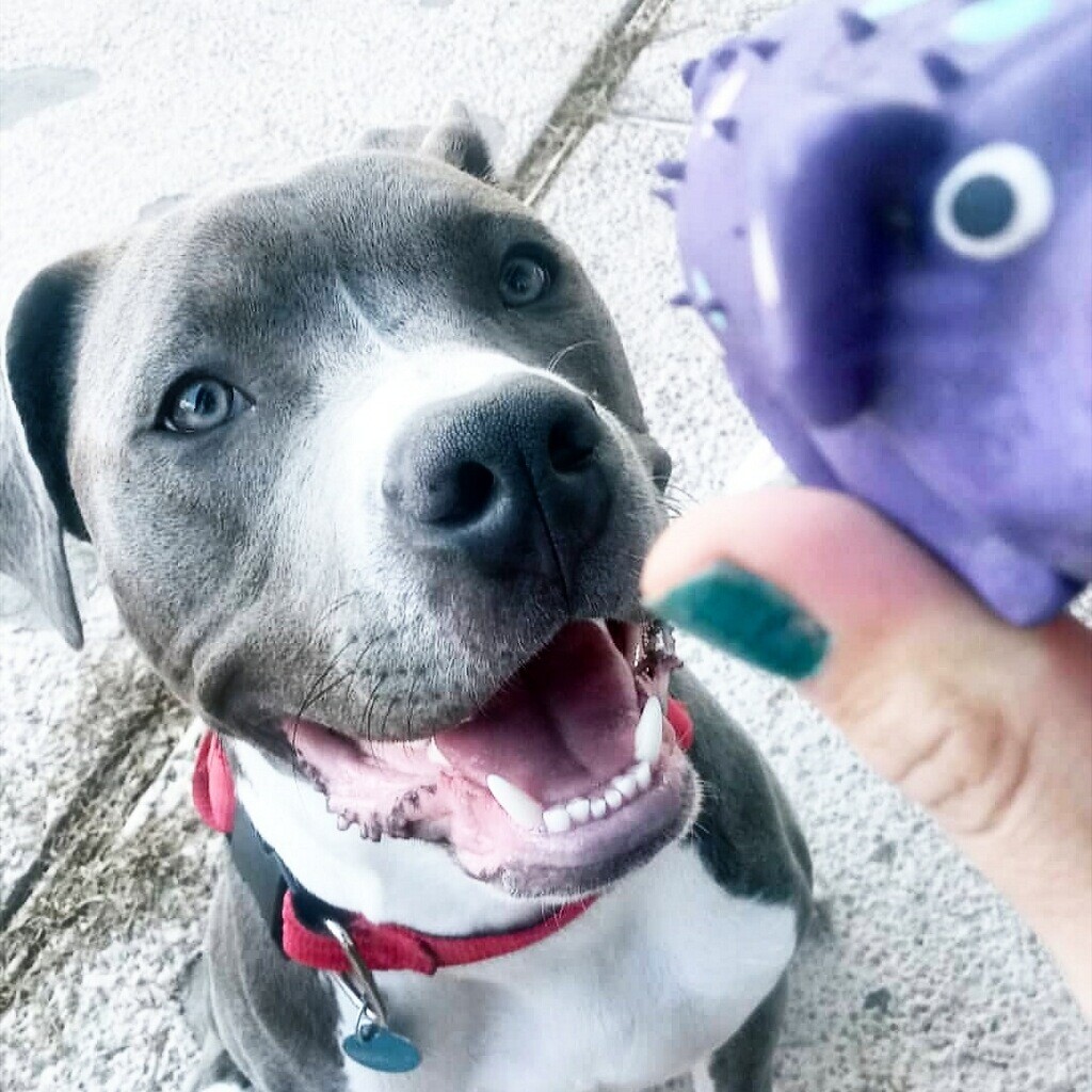 A pit pull was mistakenly put down and now a family is demanding answers and accountability