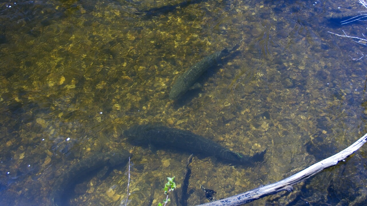 Sturgeon Research on the Black River