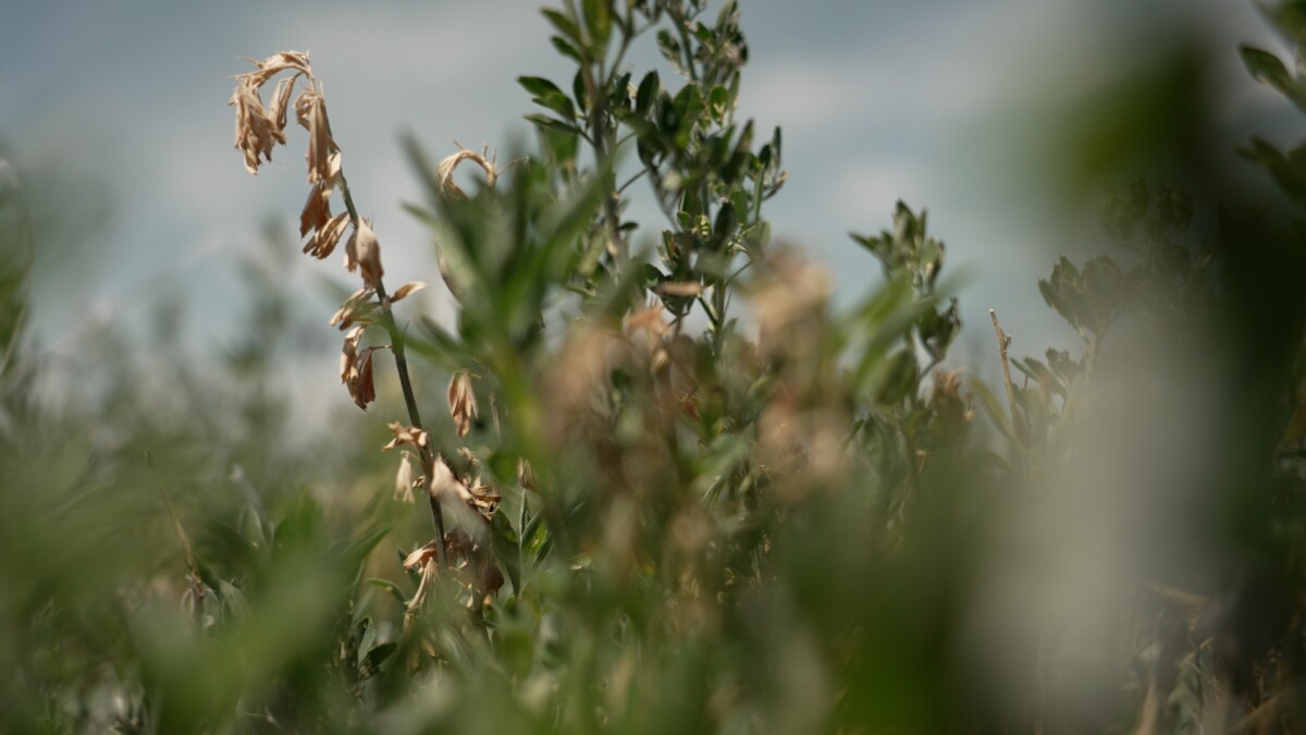 Montana Ag Network: tracking drought conditions