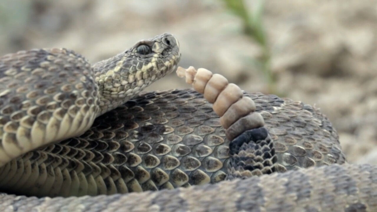 Rattlesnake