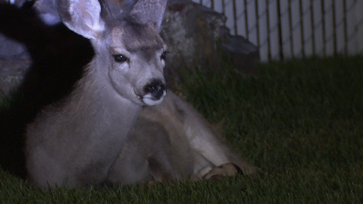 2023 Deer Survey Photograph 2