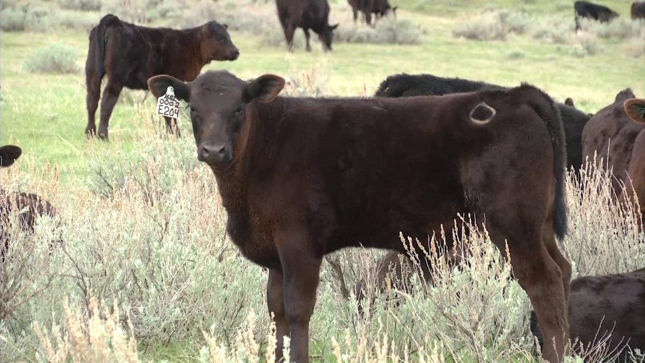 Agency completes project to re-record brands used by Montana ranchers