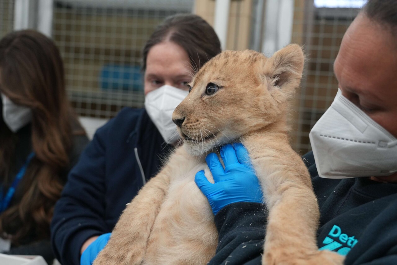 Lion Cub 1.jpg