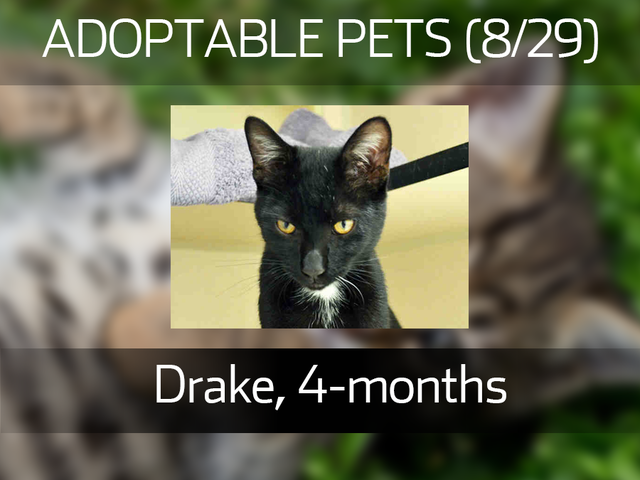 20 cute kittens and pups available for adoption in the Denver metro area in August 20 cute kittens and pups available for adoption in the Denver metro area in August