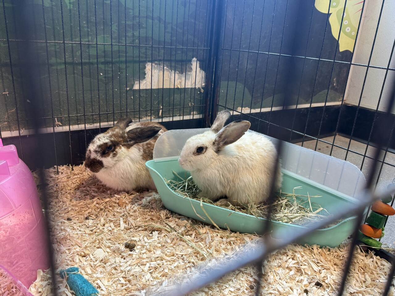 Two dozen rabbits discovered abandoned at county park in Plant City