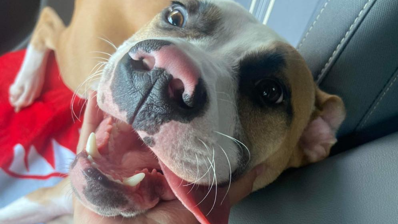 Rescues in Action: Randall