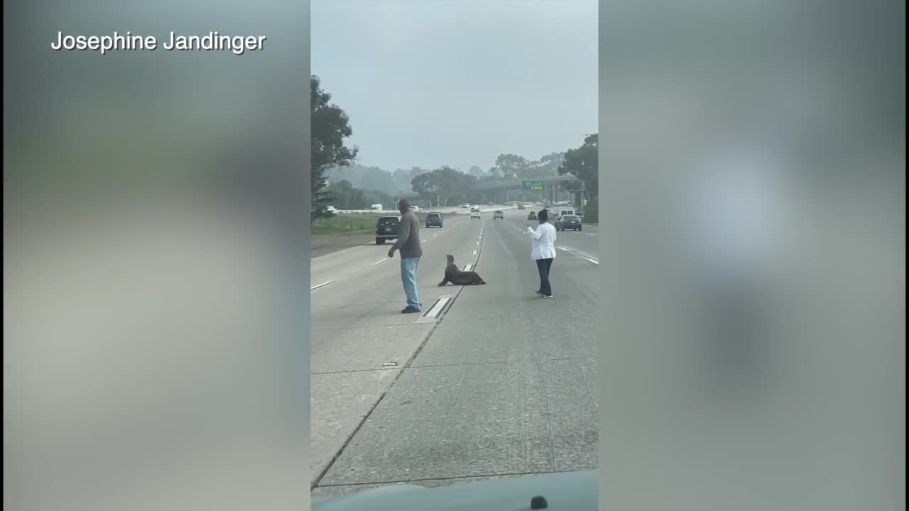 sea lion on san diego freeway 01072022.jpg