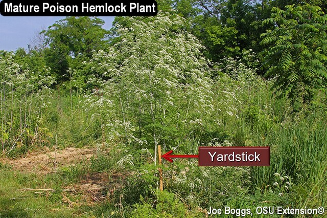 Poison Hemlock 2 - JB.jpg