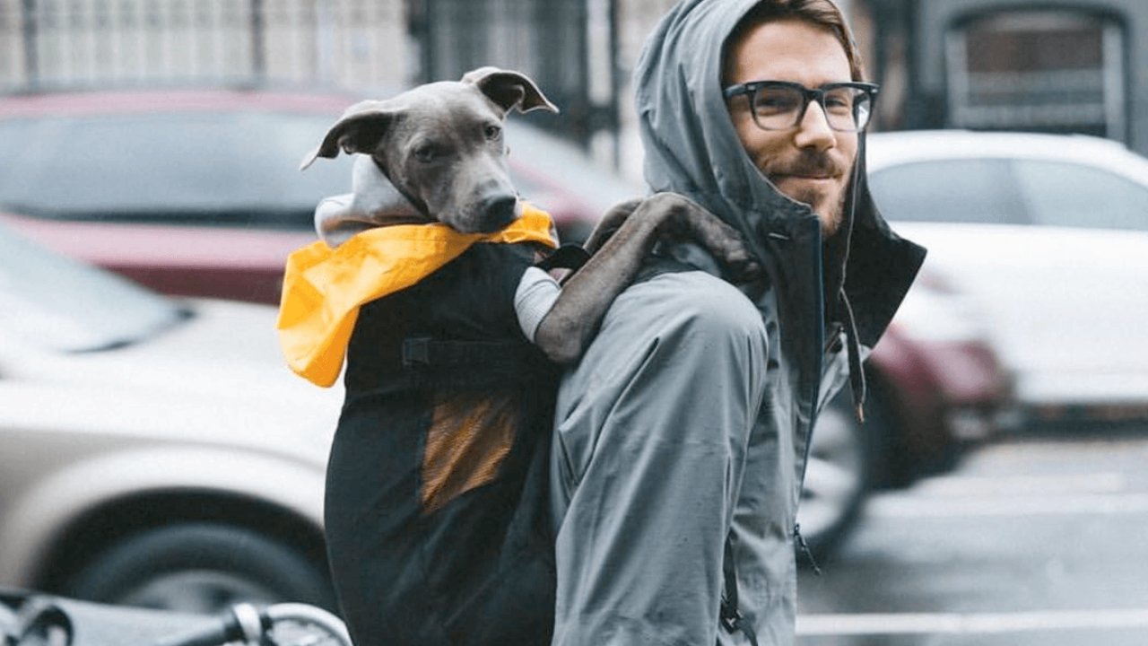 Doggie Backpacks