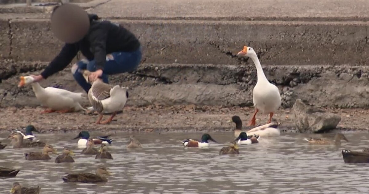 Caught on Tape Animal cruelty at West Guth Park