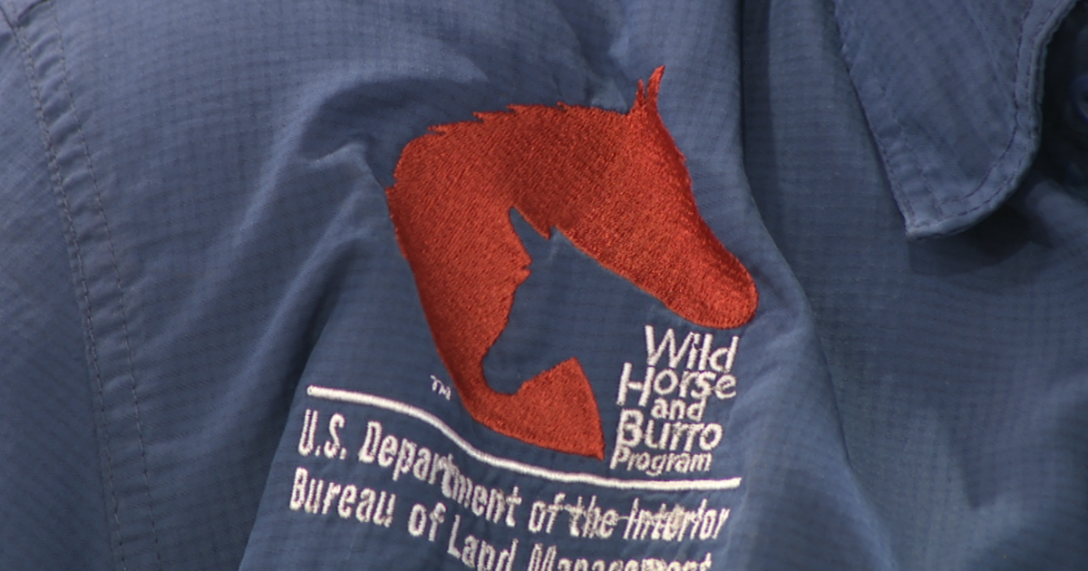 UNIQUE PROGRAM: BLM offers wild horses and burros for adoption