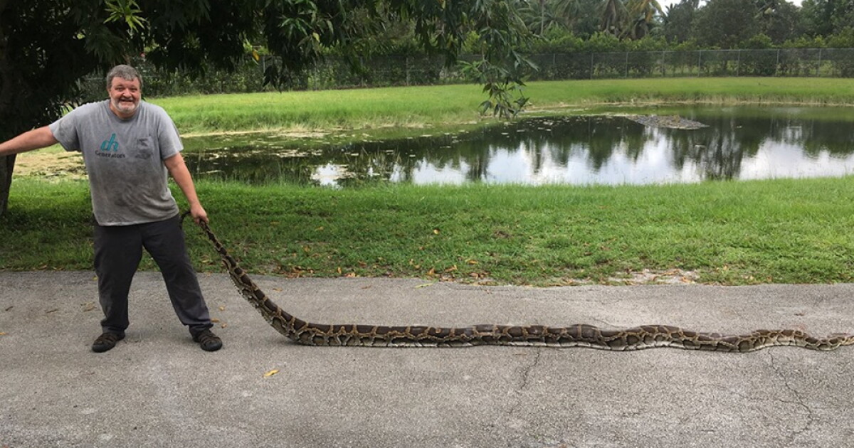 Wildlife officials capture 17-foot, 9-inch Burmese python