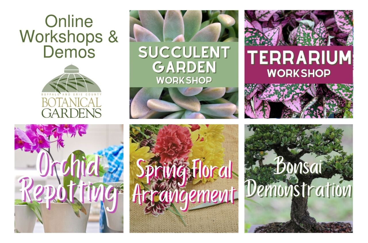 Botanical Gardens offers virtual workshops as well