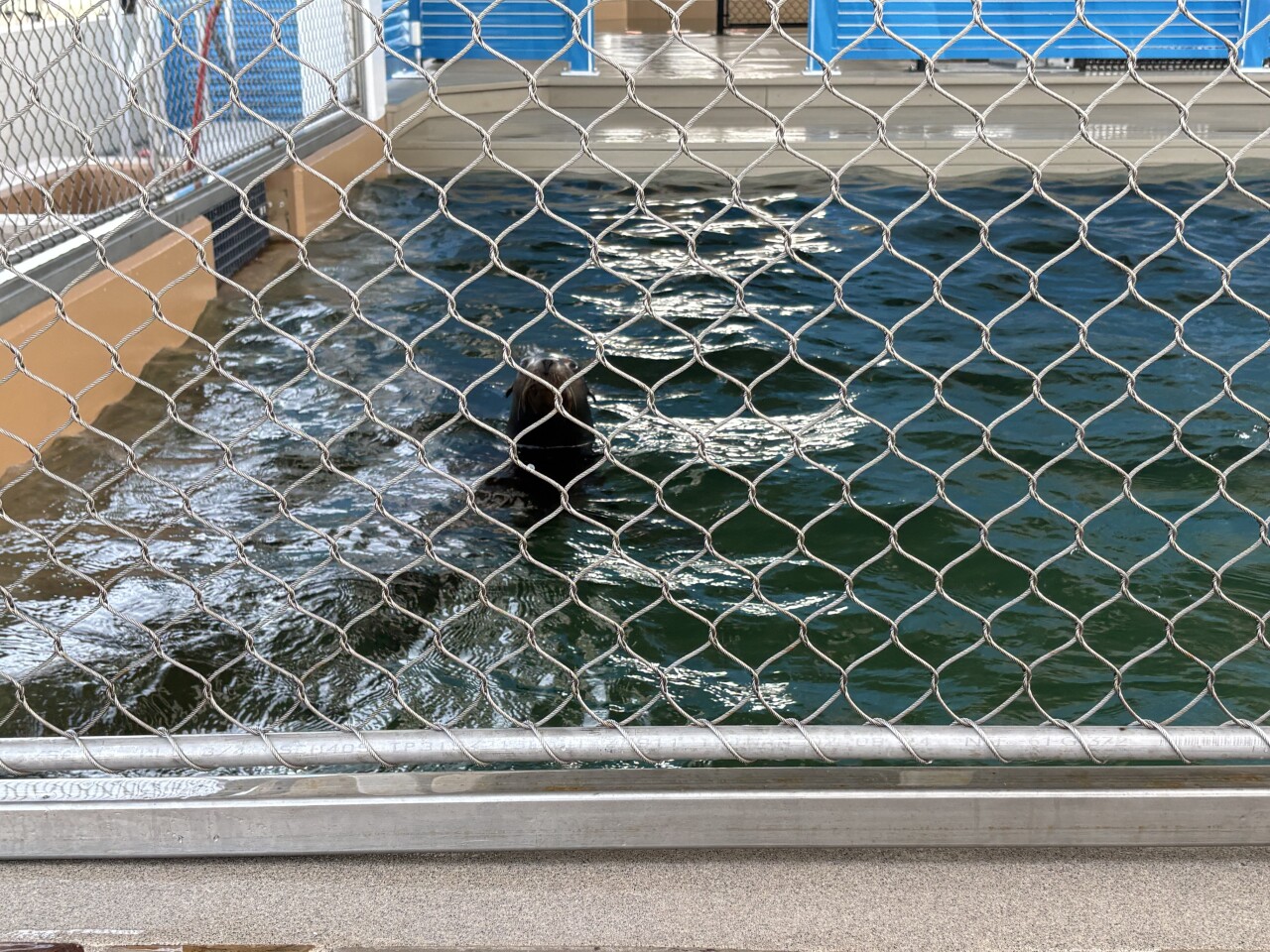 Clearwater Marina Aquarium welcomes Sea Lions for the first time3.jpg