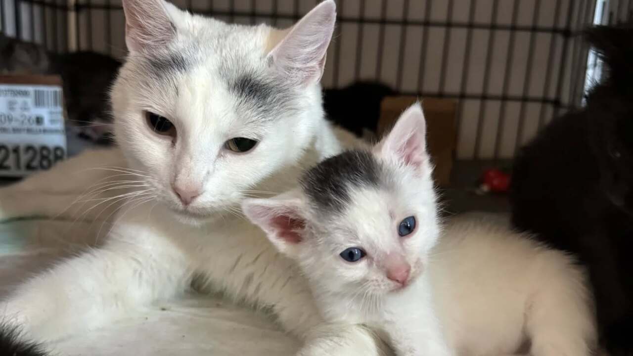 STRAY SPAY 4.jpeg