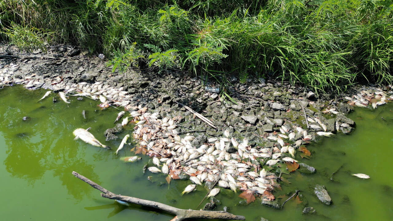 Frisco Lake fish kill.jpg