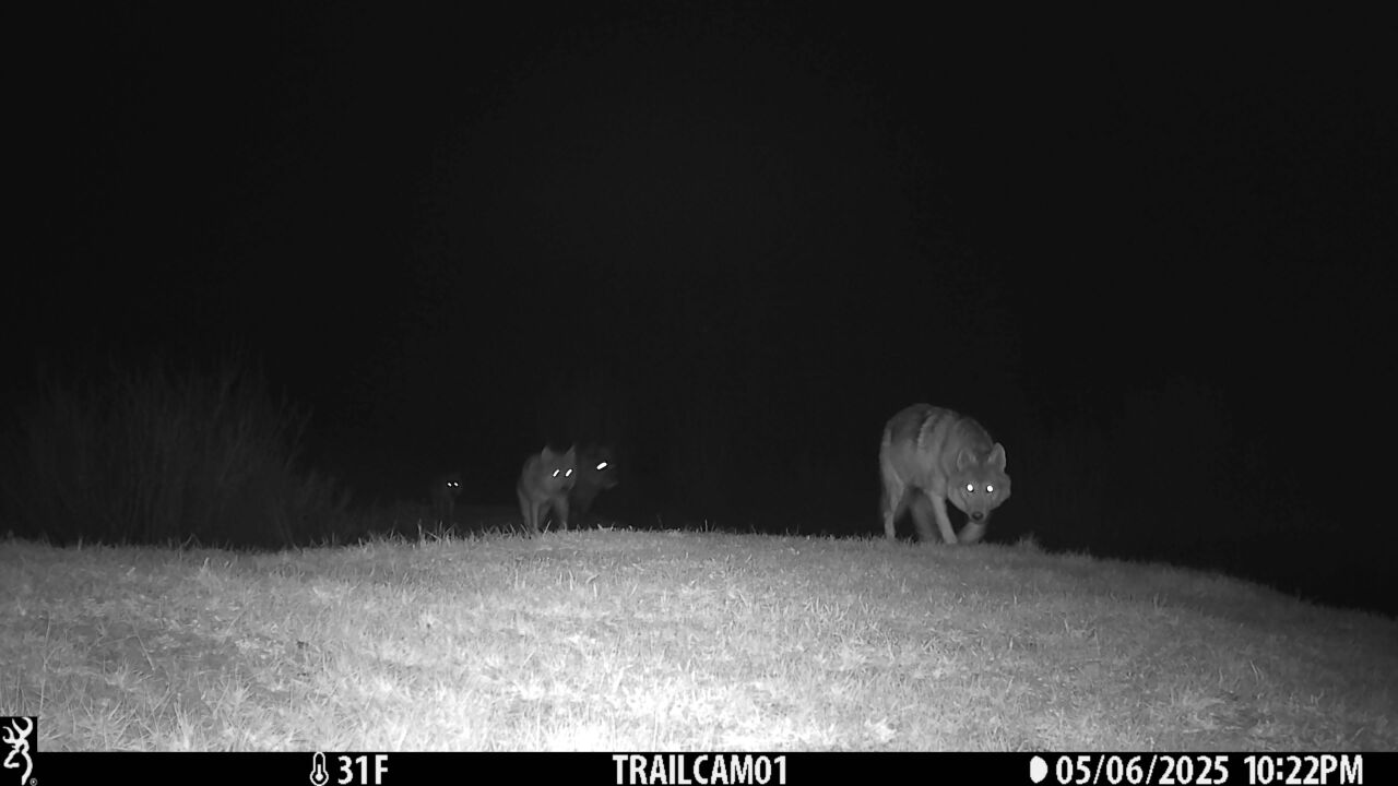 A trail camera captured this night image of four wolves from the One Ear Pack in Jackson County.
