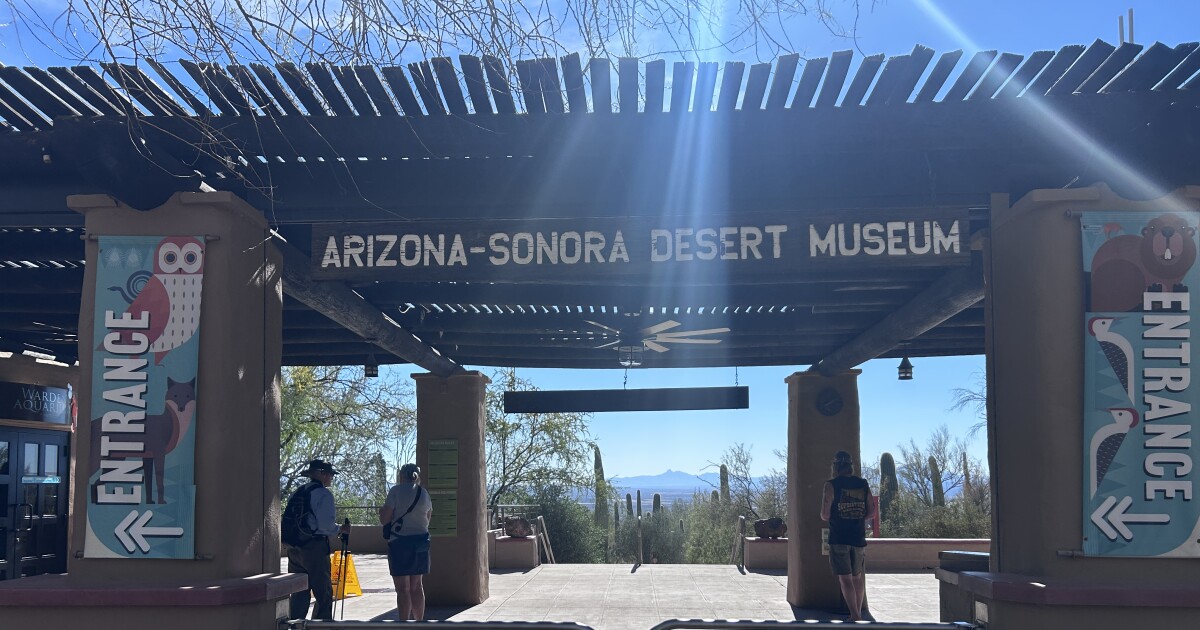 Arizona Sonora Desert Museum summer camps offer kids hands-on desert learning