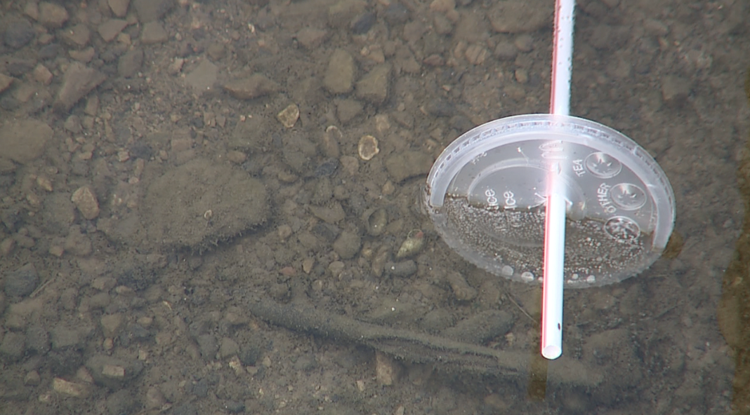 Trash in the River Raisin