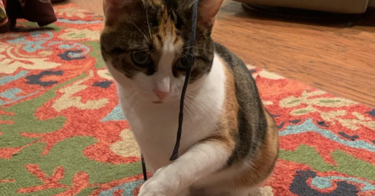 Stolen cat returned safe after FOX 17 sheds light on theft - Vimarsana News