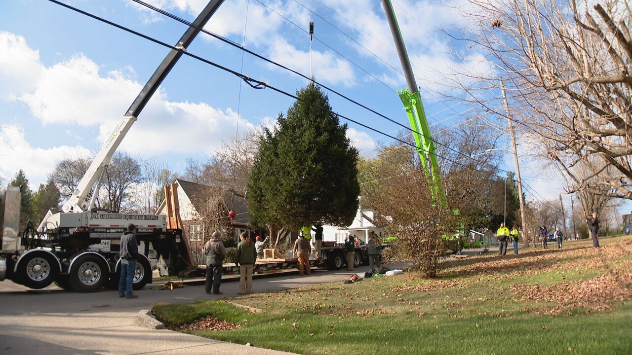 picking tennessee state christmas tree for the capitol