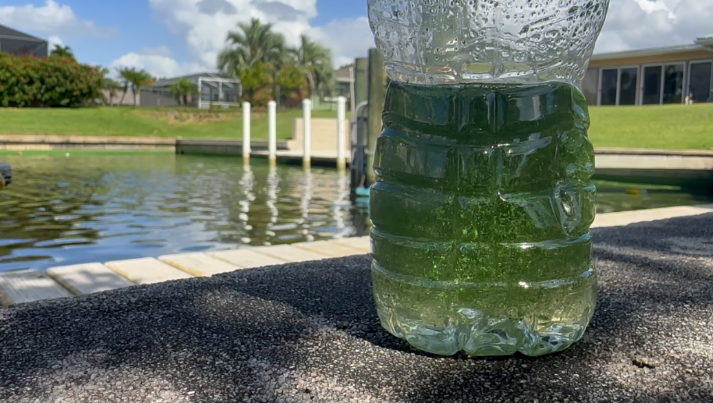 Warm temperatures and nutrients bring large amounts of blue-green algae to Cape Coral