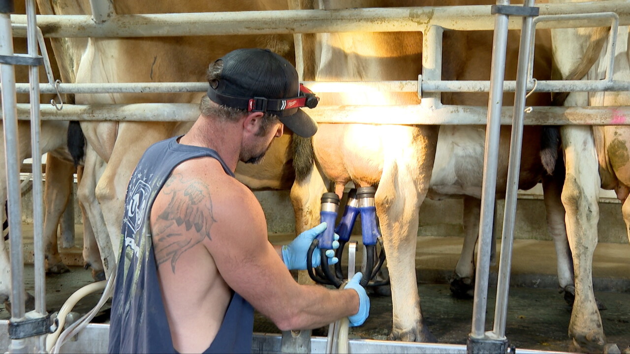 grassway organics milking.jpg