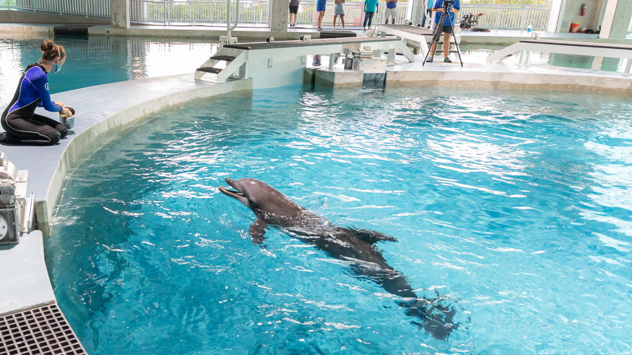 Clearwater Marine Aquarium unveils $80 million expansion - ?url=http:%2F%2Fewscripps Brightspot.s3.amazonaws.com%2F98%2FaD%2F599b36ae4b21a8f32D6b7350a933%2Fclearwatermarineaquarium6 Clearwater Marine Aquarium unveils $80 million expansion - ?url=http:%2F%2Fewscripps Brightspot.s3.amazonaws.com%2F98%2FaD%2F599b36ae4b21a8f32D6b7350a933%2Fclearwatermarineaquarium6