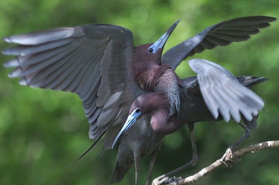 blueheron.jpg