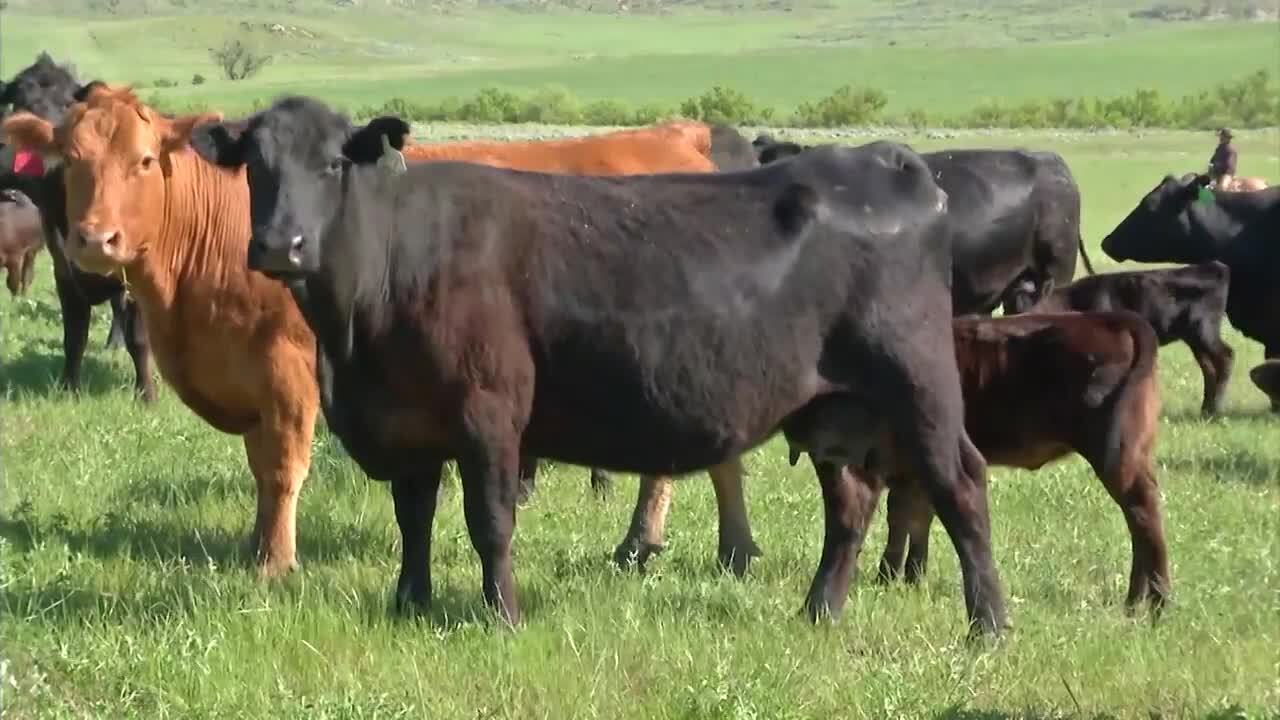 cattle.jpg